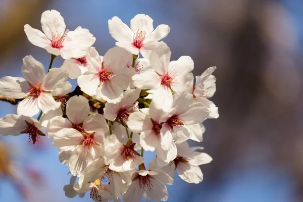 Doux Foyer Belles Fleurs Cerisier Rose Fleurissant Sur Arbre Avec — Photo