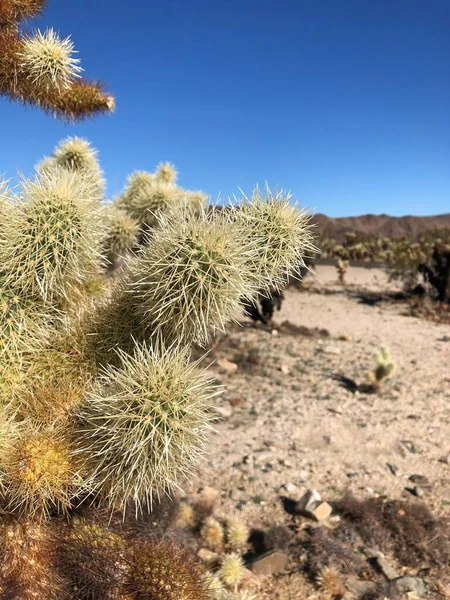 Cholla Kaktus Torr Jord Joshua Tree National Park Usa — Stockfoto