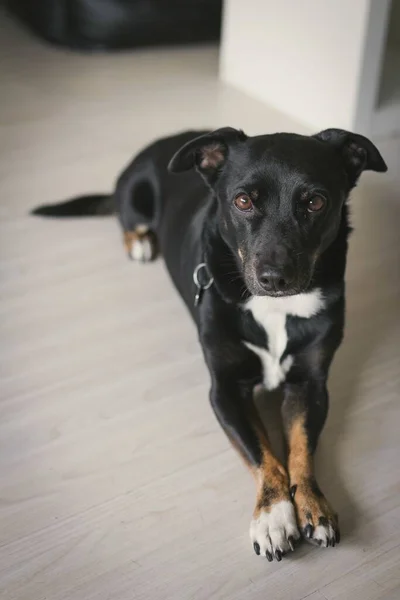 Портрет Чёрной Собаки — стоковое фото