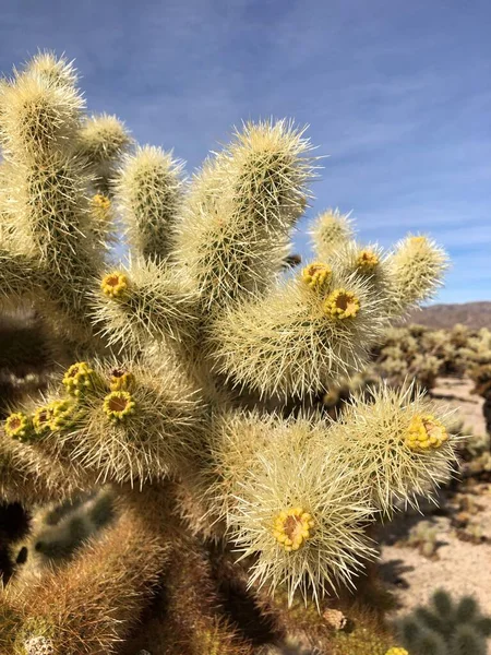 Cactus Cholla Suelo Seco Del Parque Nacional Joshua Tree —  Fotos de Stock