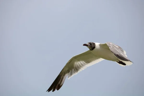 White Bird Black Head Flying Sky — Stock Photo, Image