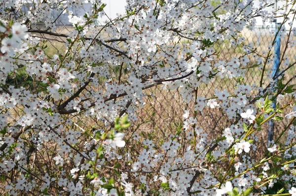 背後に金属製の柵がある桜の美しい景色 — ストック写真
