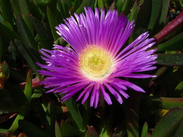 Een Close Van Een Hottentot Vijg Omringd Door Groen Onder — Stockfoto