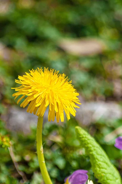 Primer Plano Vertical Una Hermosa Flor Diente León Amarillo Suiza —  Fotos de Stock