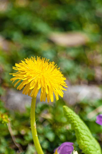 スイスの美しい黄色のタンポポの花の垂直閉鎖ショット — ストック写真