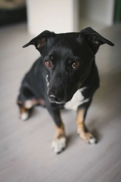 Black Dog Pet Animal Portrait — Stock Photo, Image