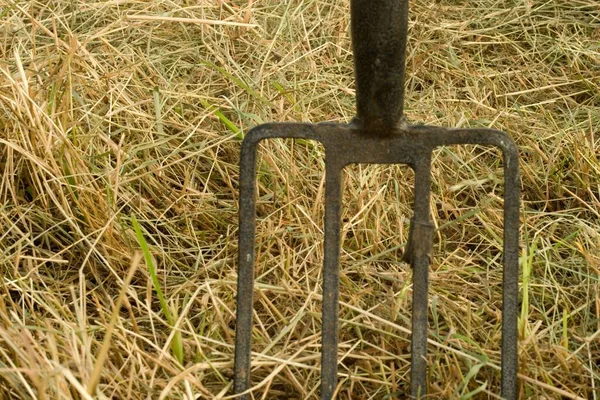 Nahaufnahme Einer Eisenharke Trockenen Gras — Stockfoto