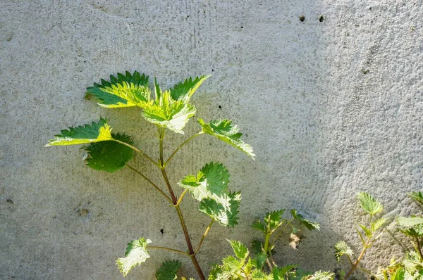 Eski Bir Beton Duvarın Yanında Büyüyen Yeşil Bitkilerin Yakın Plan — Stok fotoğraf