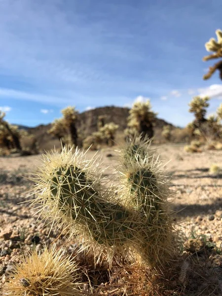 Cholla Kaktus Torr Jord Joshua Tree National Park Usa — Stockfoto