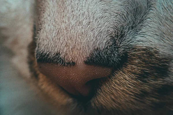 猫の鼻の美しいクローズアップマクロショット 背景に最適です — ストック写真