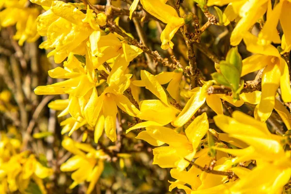 Close Flores Amarelas Com Vegetação Fundo — Fotografia de Stock