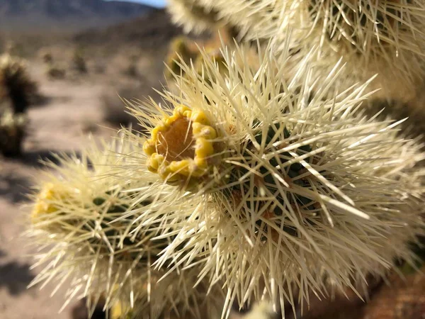 Cholla Cactus Sul Terreno Asciutto Del Joshua Tree National Park — Foto Stock