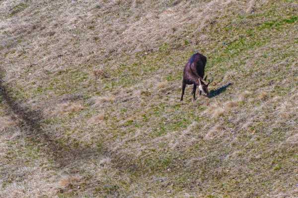 Brun Chamois Går Corbeyrier Kantonen Vaud Schweiz Schweiziska Alperna — Stockfoto