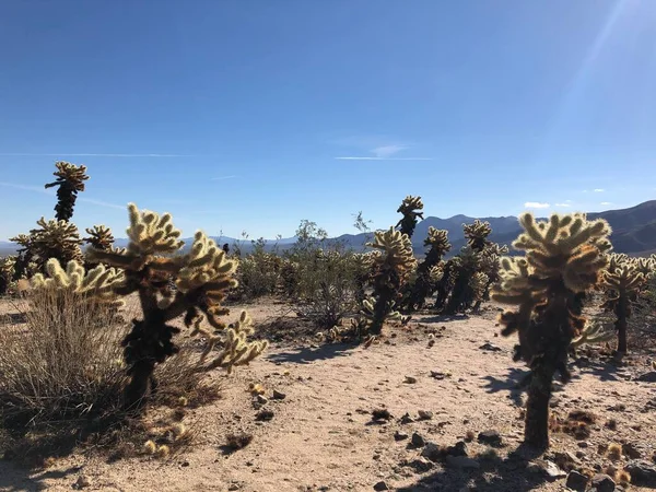 Cactus Cholla Parque Nacional Joshua Tree —  Fotos de Stock