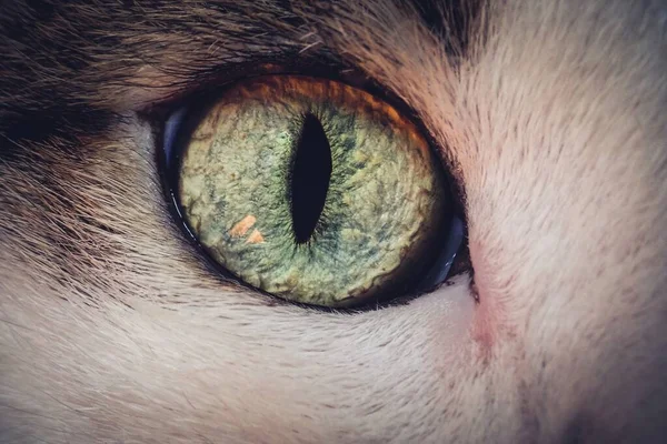 Hermoso Primer Plano Macro Disparo Del Ojo Gato Perfecto Para —  Fotos de Stock