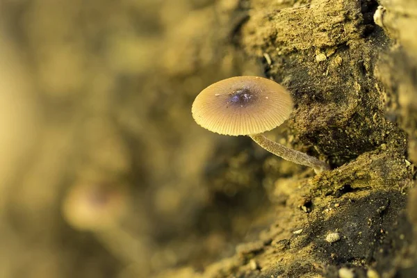 Tubaria Furfuracea Scurfy Twiglet Een Saprofytenschimmel Rottende Tak Van Eik — Stockfoto