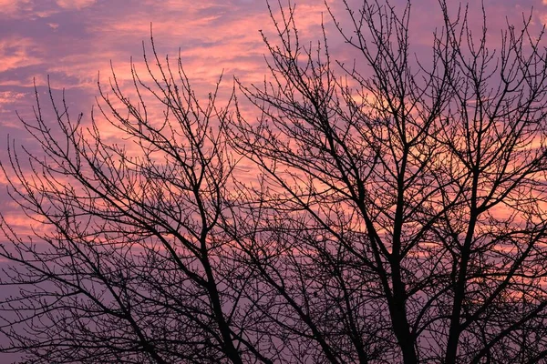 Siluety Holých Větví Stromů Krásným Západem Slunce Večer Pozadí — Stock fotografie