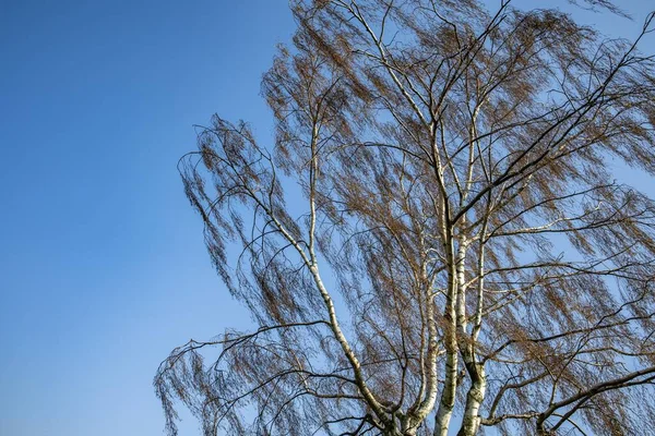 아래있는 아름다운 나무들 배경에 — 스톡 사진