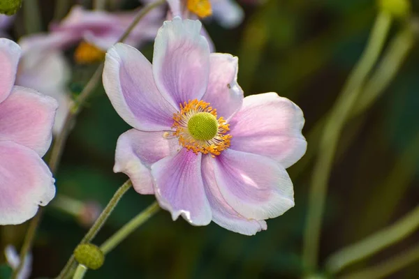 Primo Piano Bellissimo Fiore Anemone Giapponese Rosa Uno Sfondo Sfocato — Foto Stock