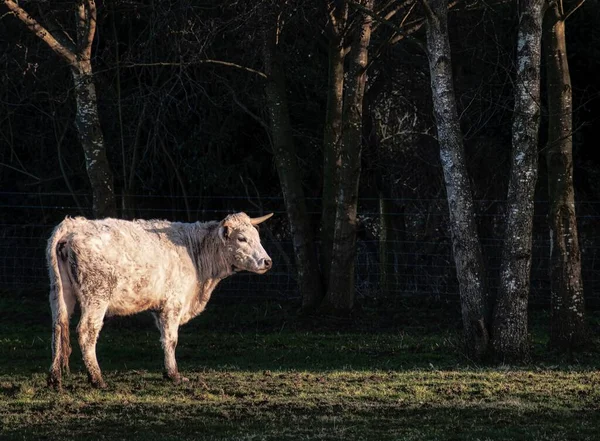 森の背の高い木の近くに立つ白い子牛 — ストック写真