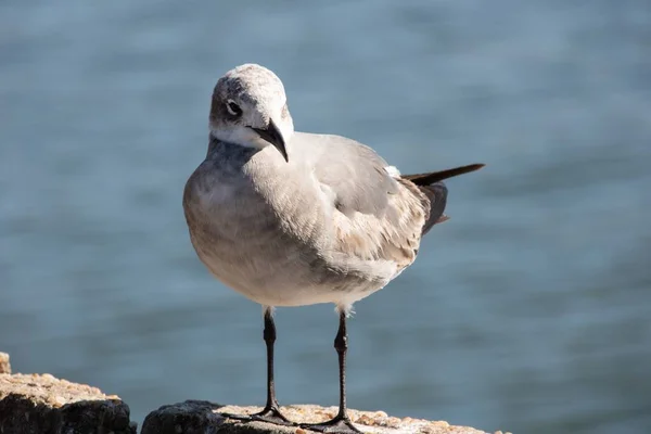 Primer Plano Una Gaviota Parada Detrás Del Agua —  Fotos de Stock