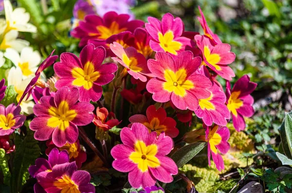 Primer Plano Hermosas Flores Margarita Africana Colores Suiza —  Fotos de Stock