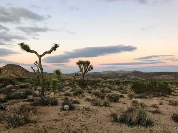 Joshua Träd Joshua Tree Nationalpark Usa — Stockfoto