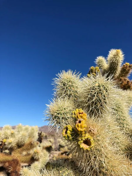 Cactus Cholla Suelo Seco Del Parque Nacional Joshua Tree —  Fotos de Stock