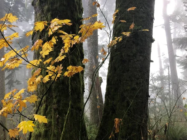 Vários Galhos Com Folhas Amarelas Cercados Por Árvores Oregon Eua — Fotografia de Stock