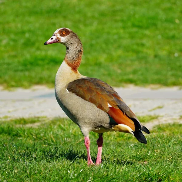 Eine Nahaufnahme Schöne Aufnahme Einer Braunen Ente Auf Dem Gras — Stockfoto