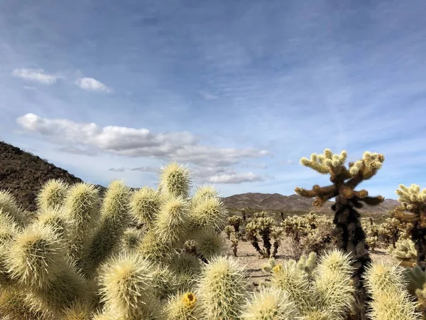 Cholla Kaktus Torr Jord Joshua Tree National Park Usa — Stockfoto