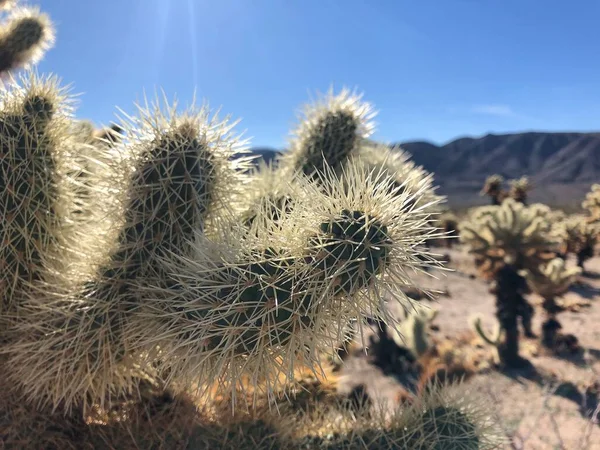 Cholla Kaktus Torr Jord Joshua Tree National Park Usa — Stockfoto