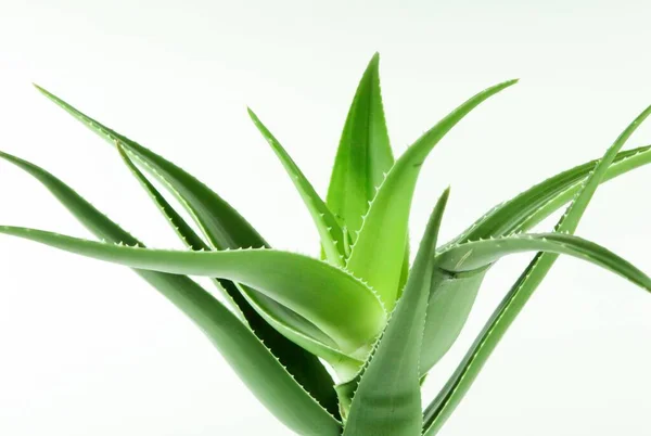 Närbild Bild Grön Aloe Vera Växt Vit Bakgrund — Stockfoto