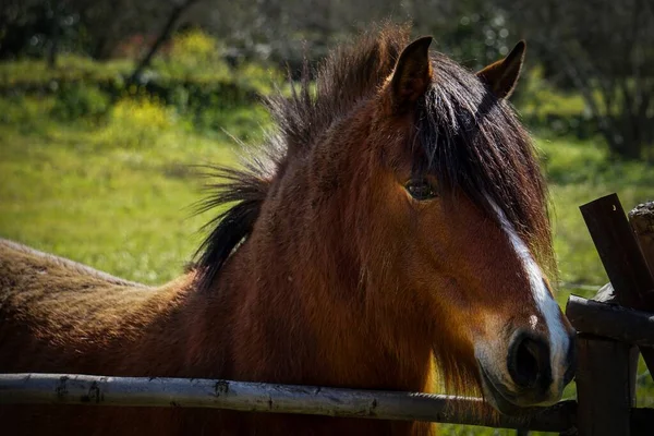 Primo Piano Bel Colpo Cavallo Marrone Vicino Una Recinzione Con — Foto Stock