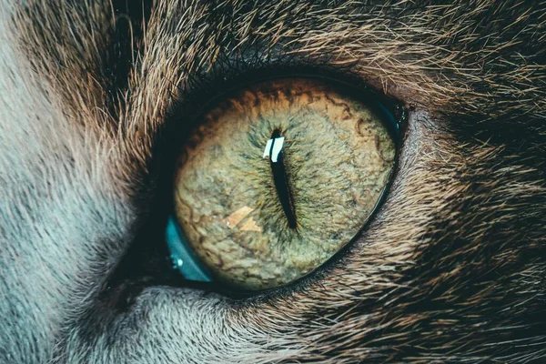 Eine Schöne Nahaufnahme Makroaufnahme Eines Katzenauges Perfekt Für Den Hintergrund — Stockfoto