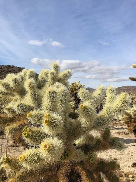 Cholla Kaktus Torr Jord Joshua Tree National Park Usa — Stockfoto