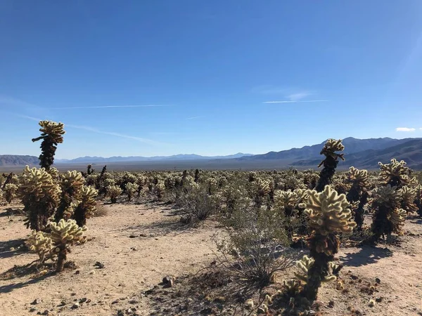 Cactus Cholla Suelo Seco Del Parque Nacional Joshua Tree —  Fotos de Stock