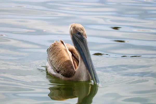 Pelicano Flutuando Sobre Água Durante Dia — Fotografia de Stock