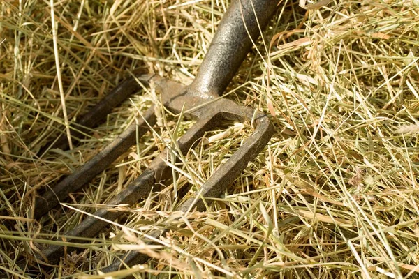 A closeup shot of an iron rake in the pile of dry grass