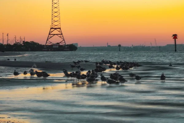 Verschillende Meeuwen Het Strand Tijdens Een Zonsondergang — Stockfoto