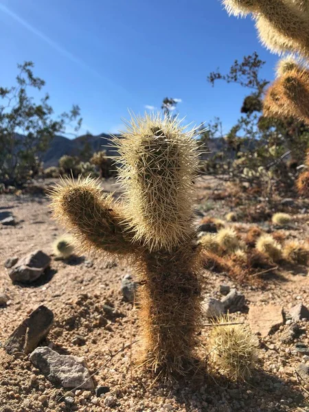 Cactus Cholla Suelo Seco Del Parque Nacional Joshua Tree —  Fotos de Stock