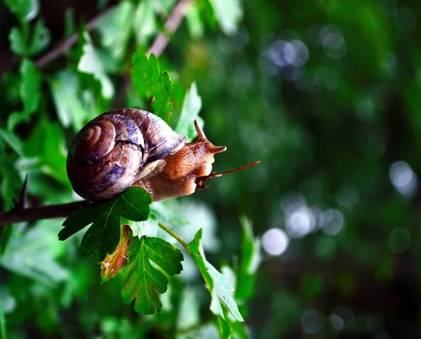 Closeup Snail Tree Branch Sunlight Blurry Background Bokeh Effect — Stock Photo, Image