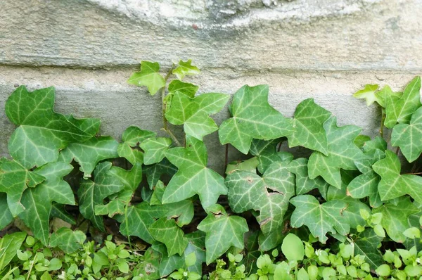 木墙附近生长着一帧特写的绿色植物 — 图库照片