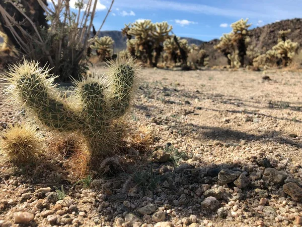 Cholla Cactus Sul Terreno Asciutto Del Joshua Tree National Park — Foto Stock