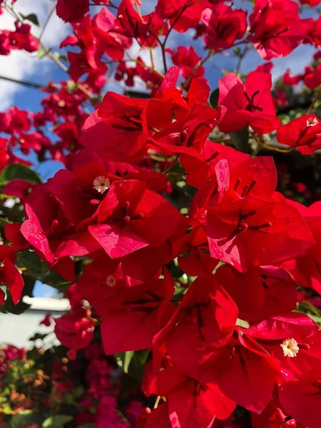 Uma Flor Vermelha Chamada Bougainvillea Los Angeles Califórnia — Fotografia de Stock