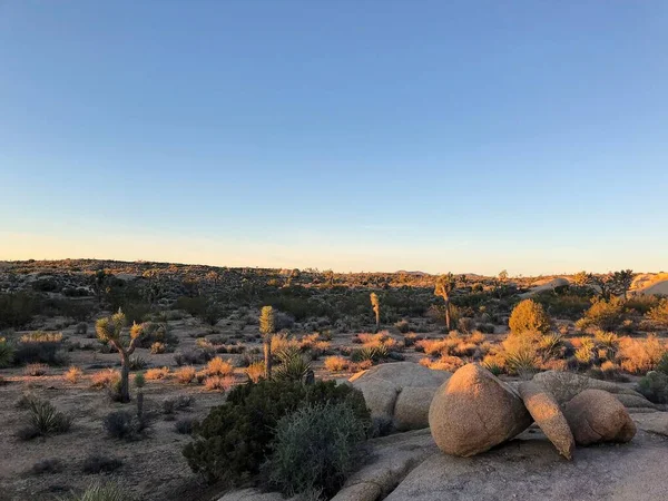 Joshua Träd Joshua Tree Nationalpark Usa — Stockfoto