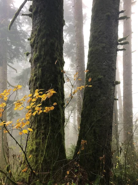 Several Branches Yellow Leaves Surrounded Trees Oregon Usa — Stock Photo, Image