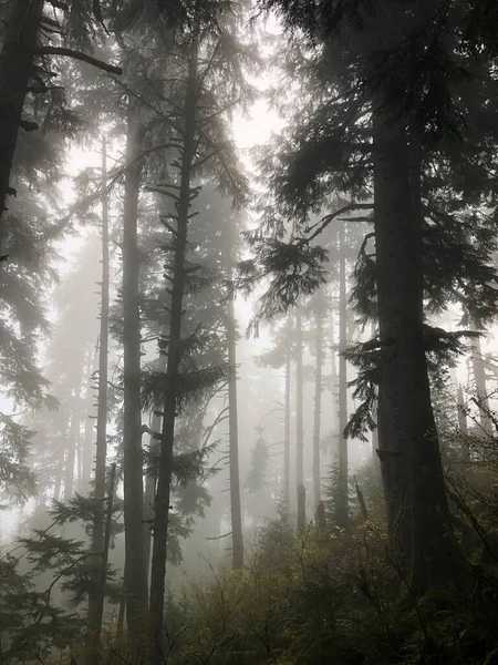 Gli Alberi Della Foresta Ricoperti Nebbia Oregon Usa — Foto Stock