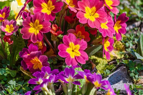Een Close Shot Van Prachtige Kleurrijke Afrikaanse Madeliefjes Bloemen Zwitserland — Stockfoto