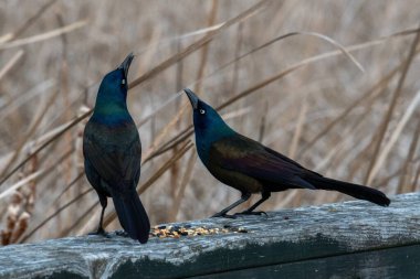 Two black boat-tailed grackle perched on wood with a blurred background clipart